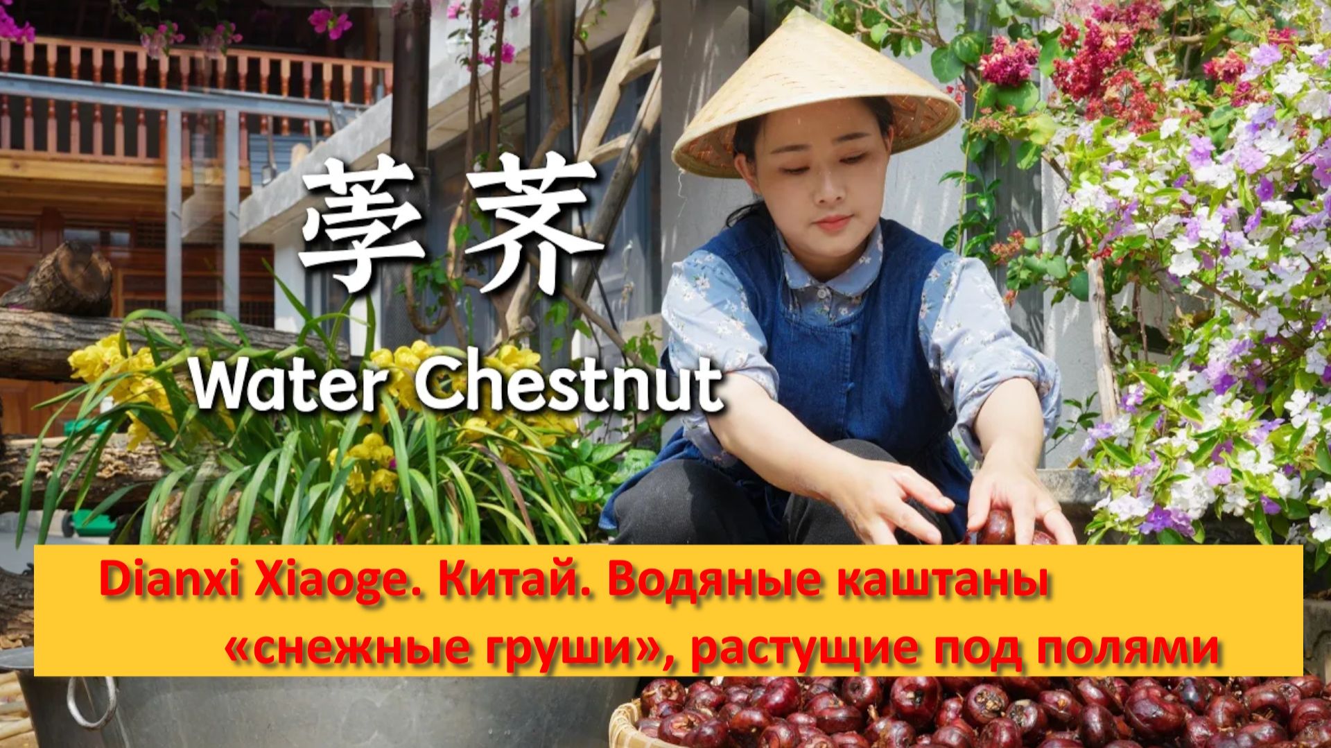 Dianxi Xiaoge. Китай. Водяные каштаны — «снежные груши», растущие под полями