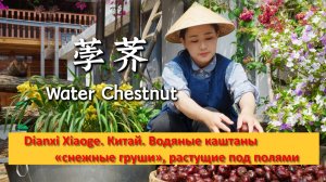 Dianxi Xiaoge. Китай. Водяные каштаны — «снежные груши», растущие под полями