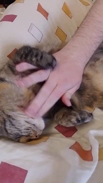 Кошачье блаженство.