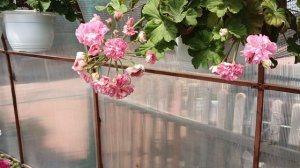Каким сортам нужно подвесное кашпо..