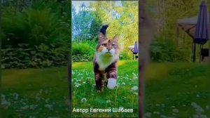 Июнь. Автор Евгений Шабаев