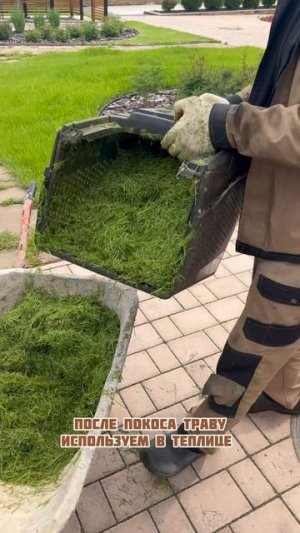 Свежескошенная трава отправляется в теплицу