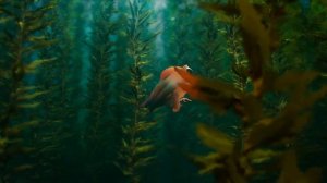 Corail - ESMA 2024