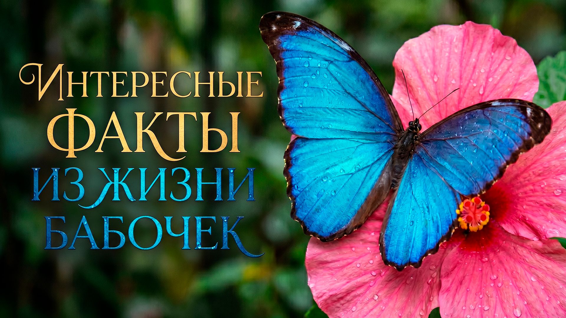 Живут несколько дней и пьют птичьи слезы. Неожиданные факты о бабочках