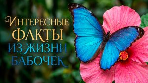 Живут несколько дней и пьют птичьи слезы. Неожиданные факты о бабочках