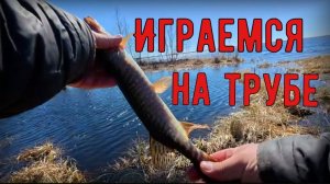Приехали на куст порыбачить.