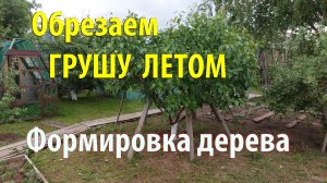 Как Обрезать ГРУШУ Летом правильно. Формировка дерева