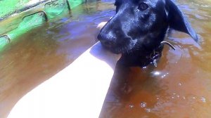 песель в воде