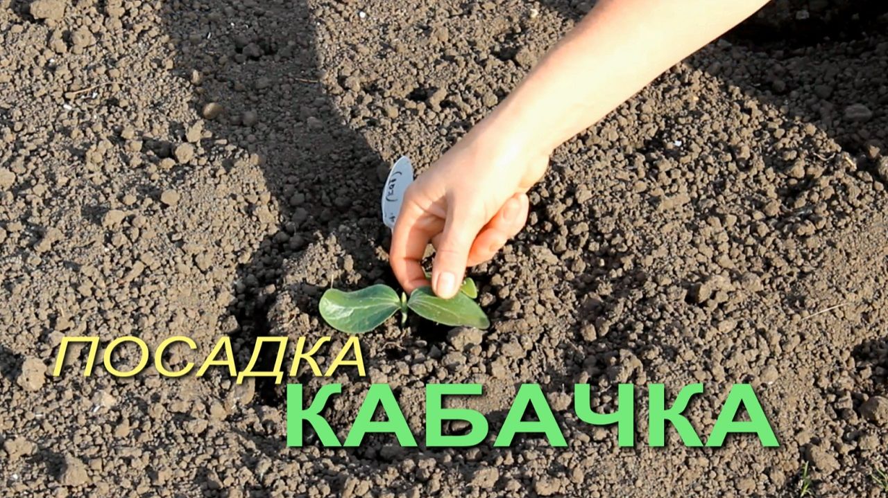🌿Посадка КАБАЧКОВ семенами в открытый грунт. смотреть онлайн