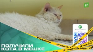 Бизнесвуман, которая привезла в Челябинск выставку «Мурфест», отказали в лицензии