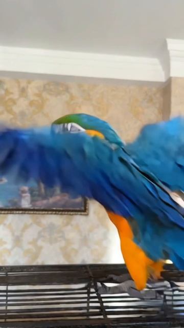 Осторожно, уровень кайфа зашкаливает! 🦜😎