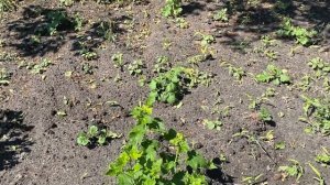 02-06-2026.  Град, что с помидорами ???прополка, быстрый ужин .