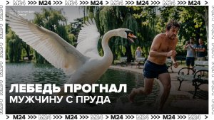 В соцсетях завирусилось видео с лебедем, прогнавшим мужчину с Большого Патриаршего пруда - Москва 24