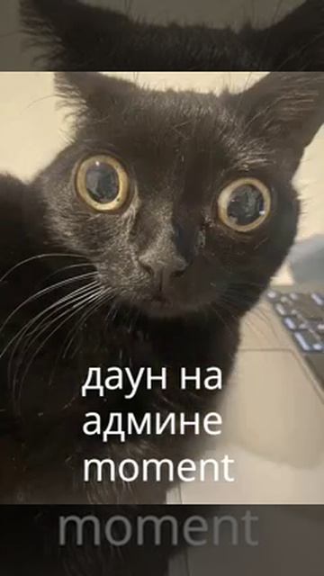 котик😃