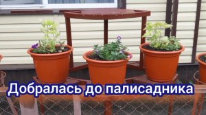 Привожу в порядок палисадник. Выставляю кашпо на петуниевые деревья