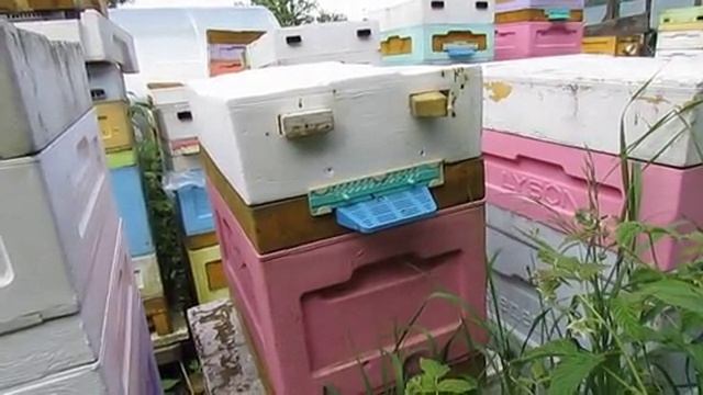 пчелы не хотят принимать матку, что я делаю в этом случае, перезагрузка пчел , 2.06.2026 смотреть онлайн