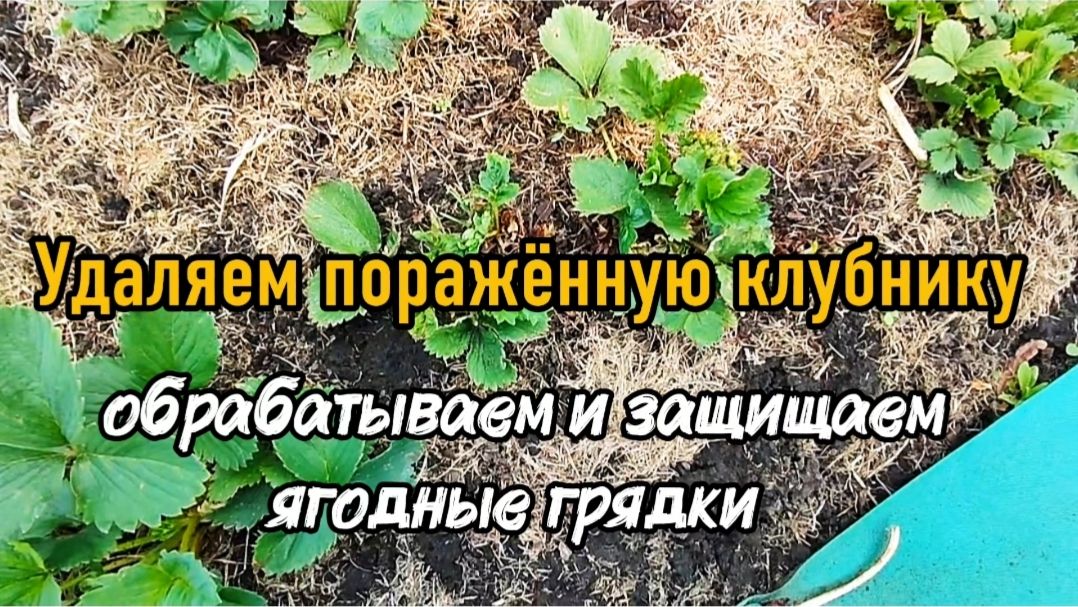 Удаляем поражённую клубнику. Обрабатываем и защищаем ягодные грядки.