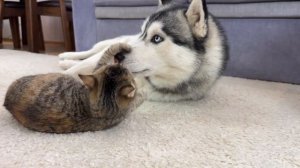 Очаровательный котенок затеял драку с хаски и ни о чем не жалеет!!