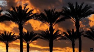 Endless Palms at Rest 🌴💤 - Siesta Ambient Lounge - ✨🌊 Soft Ambient Lounge Perfect For Relaxation-