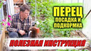 Как правильно подкармливать перец и избегать ошибок с пролонгированными удобрениями