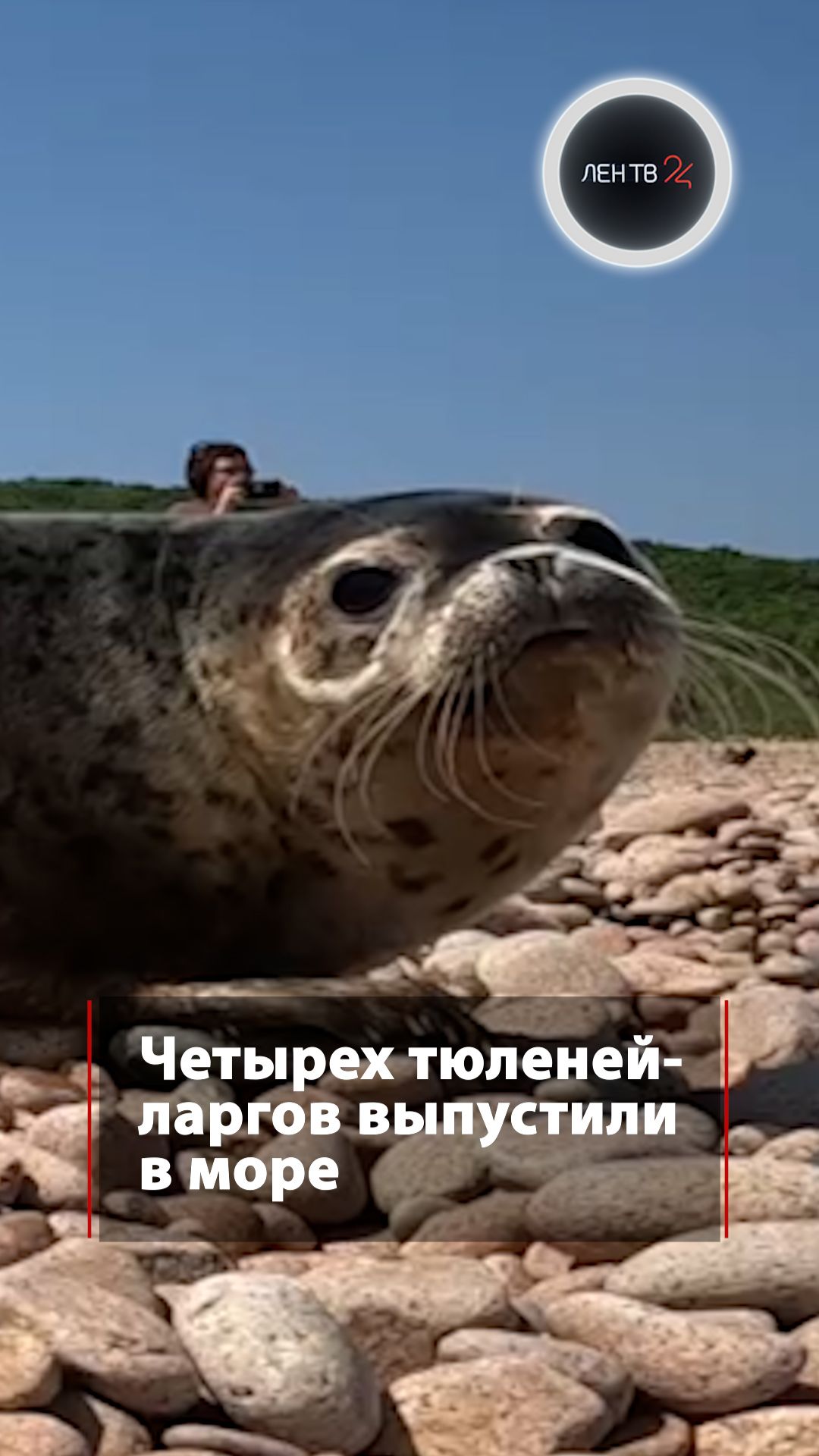Четырех тюленей-ларгов выпустили в море