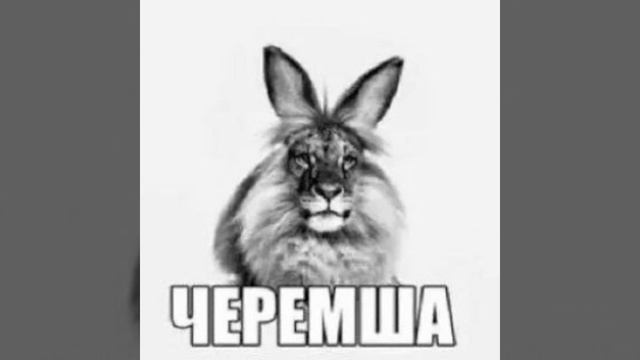 черемша мем