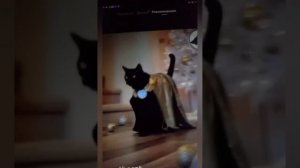 1000024135.mp4 Кототриллер Весенние страдания