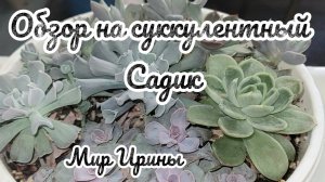 ОБЗОР НА СУККУЛЕНТНЫЙ САДИК ●●●