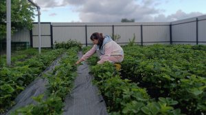 МЕЛОЧЬ, А НЕПРИЯТНО/ПРОЕКТ,ОШИБКА/ОБЛЕГЧИЛА СЕБЕ РАБОТУ С КЛУБНИКОЙ