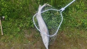поимка осетра Никанора