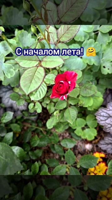 Цветочно-летнее видео(розы), с музыкой