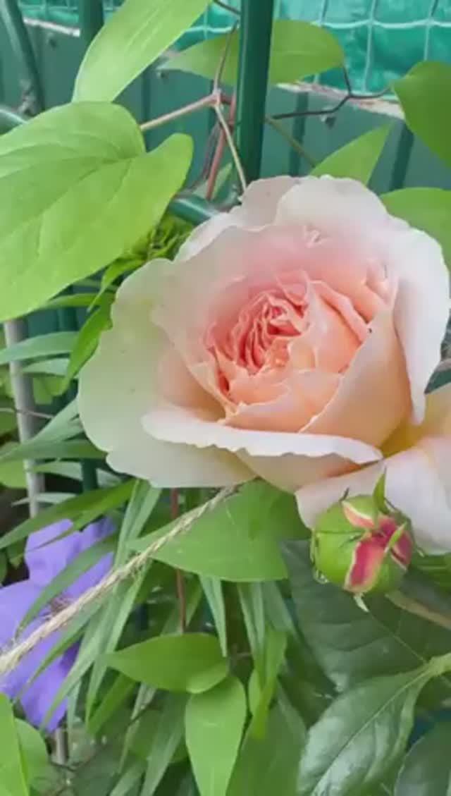 Абрахам Дерби 🌸 Начало✨ смотреть онлайн