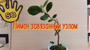 Лимон узлом
