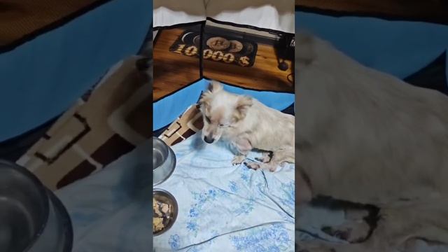 Посмотрите на Снежка в манеже смотреть онлайн