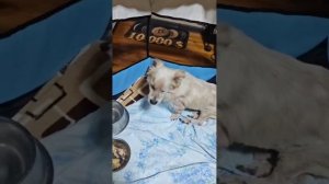Посмотрите на Снежка в манеже