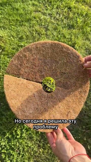 Кокосовые круги в кашпо, чтобы алиссум не пересыхал