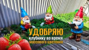 Обработка клубники во время цветения
