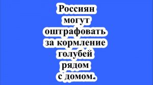 Россиян могут оштрафовать за кормление голубей рядом с домом.