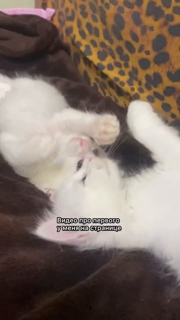 Котят пристроили, кошку маму стерилизавали