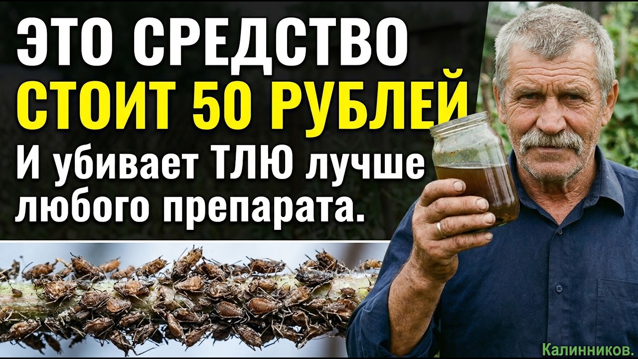 ЭТО СРЕДСТВО БЫЛО В КАЖДОМ СОВЕТСКОМ ПОДВАЛЕ | Сейчас его выбрасывают