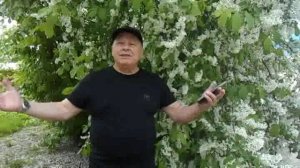 Александр Сысоев  ПОЧЕМУ  ЧЕРЁМУХА