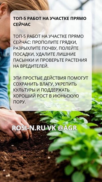 Топ-5 работ на участке прямо сейчас