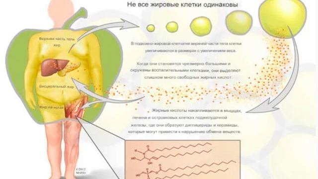 20 обмен веществ
