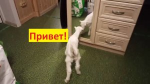 Кто этот милый парень?