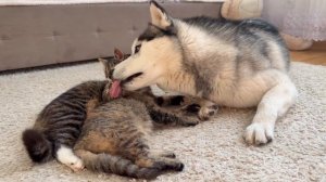 Добрый хаски пытается заботиться о котятах – очаровательно и забавно.😊😍💖