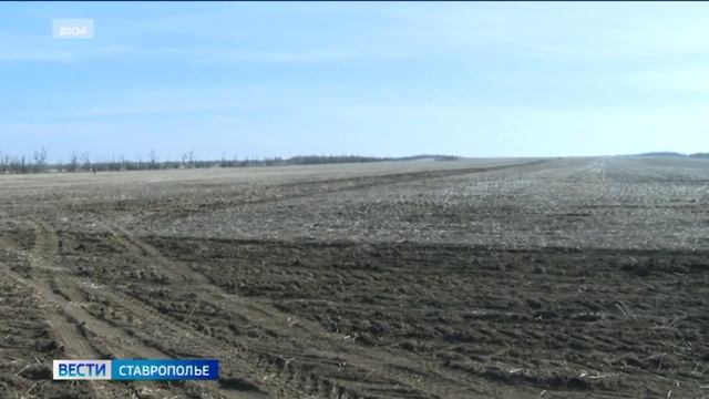 Площади под посев гороха увеличили в полтора раза в Предгорье