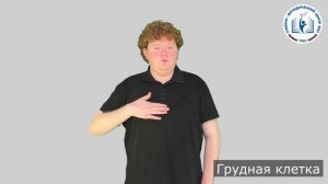 13 - Части тела - Грудная клетка