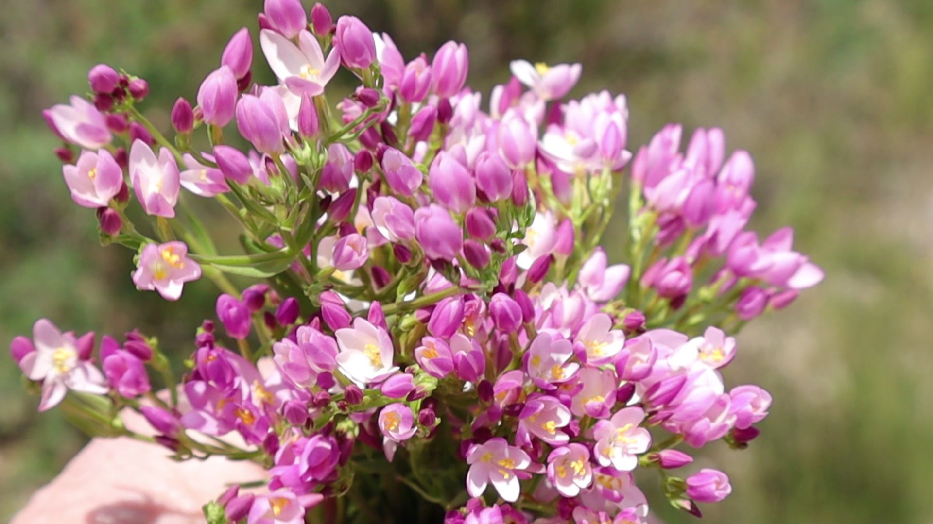 Весной за лекарственными травами. In Spring, Gathering Medicinal Herbs.