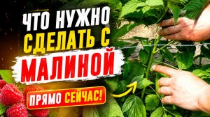 Вот так подкармливаем малину в июне и собираем ягоды вёдрами!