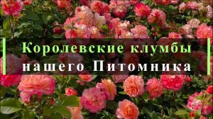 Королевские клумбы нашего Питомника
